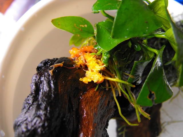 2010_0605anubias0005.jpg