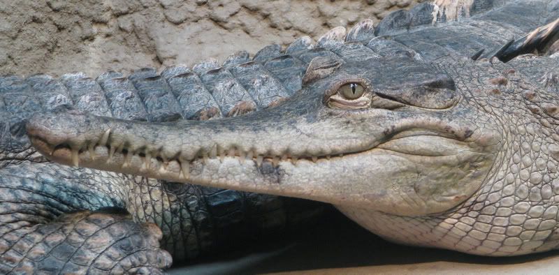 Crocodilecloseup.jpg