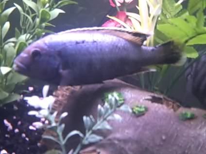 fish2.jpg