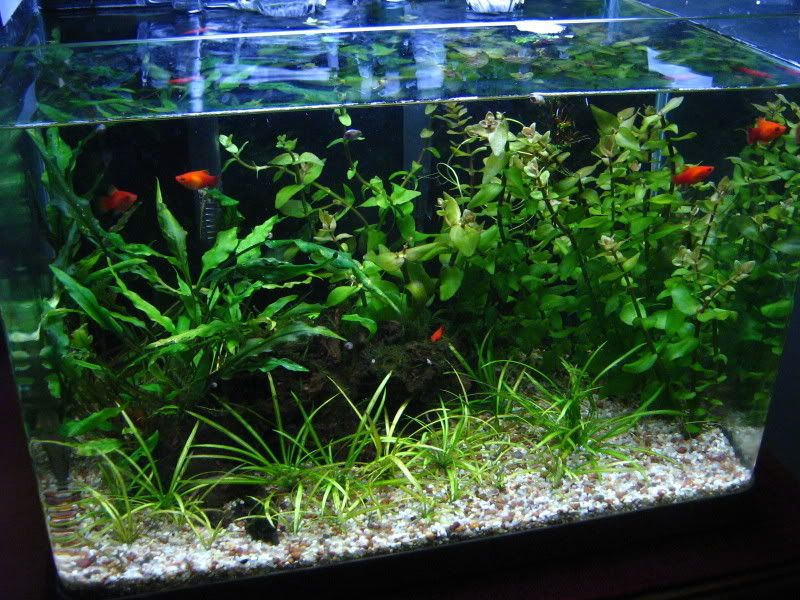 UpdatedaquariumpicturesOctober021.jpg