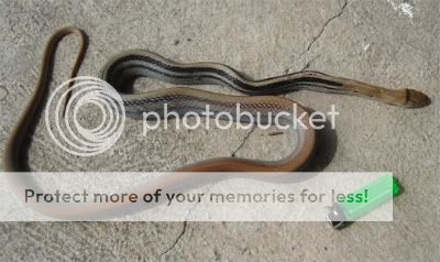 snake.jpg