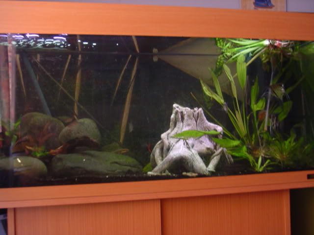 morefish002.jpg