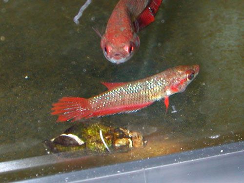 DSCN2990.jpg
