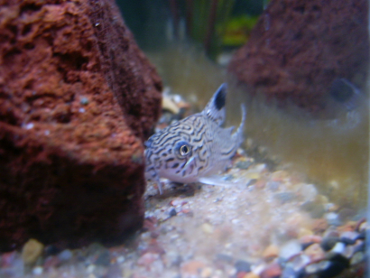 Corydoras2.png