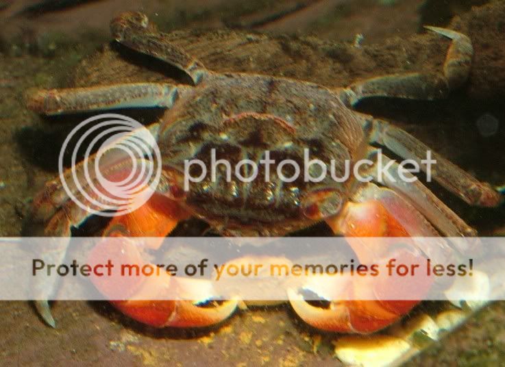 crab.jpg