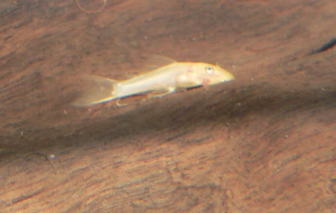 L144fry.jpg