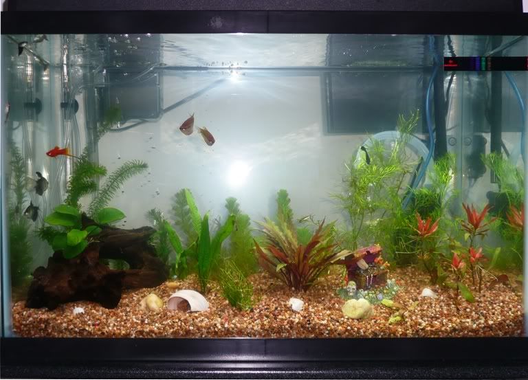 10_10_2010_Clean_aquarium.jpg