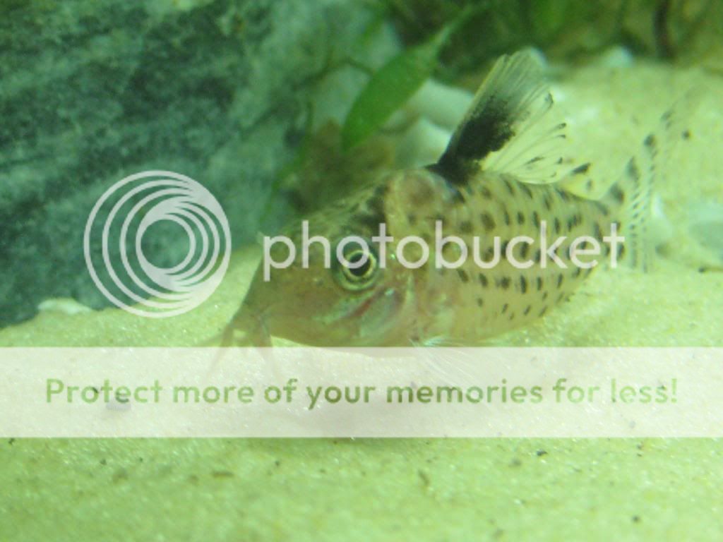 Fishies020.jpg