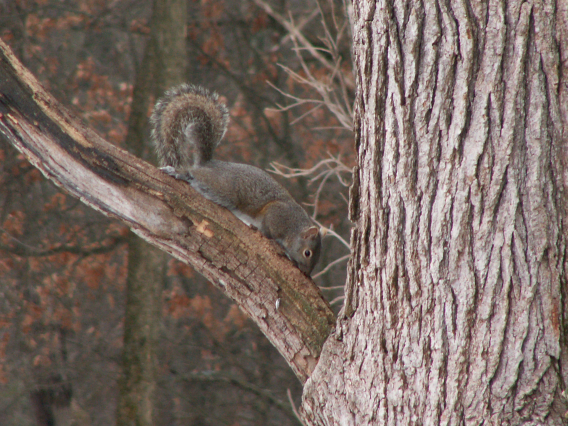 1Squirrel.png