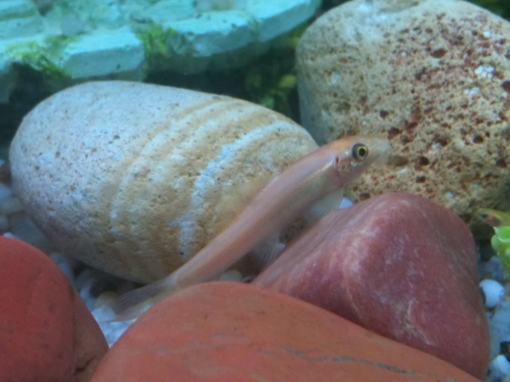 Peaches.jpg
