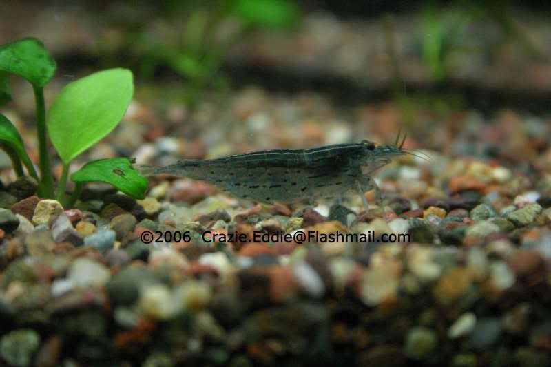 Shrimp-Unknown.jpg