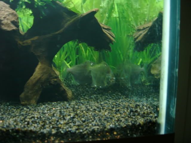 50g09.jpg