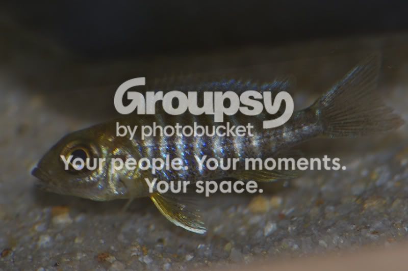 unkownfish.jpg