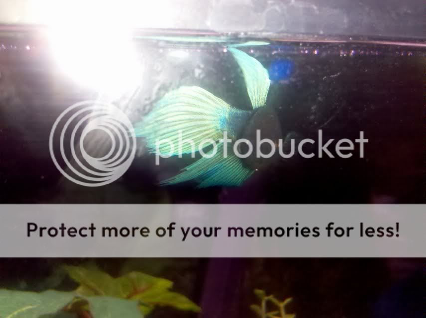 betta.jpg