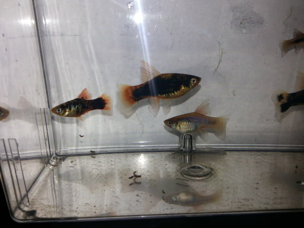20130323_213243_zps49dd37bf.jpg