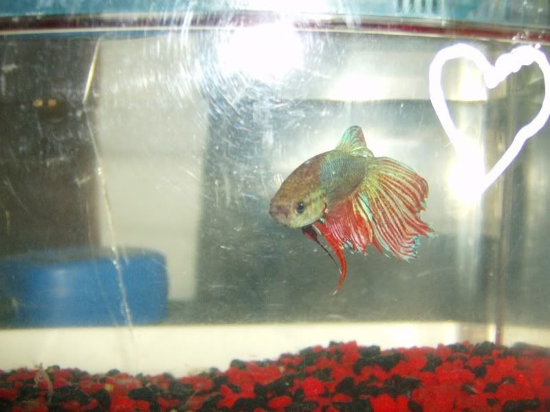 Goodfishpics037.jpg