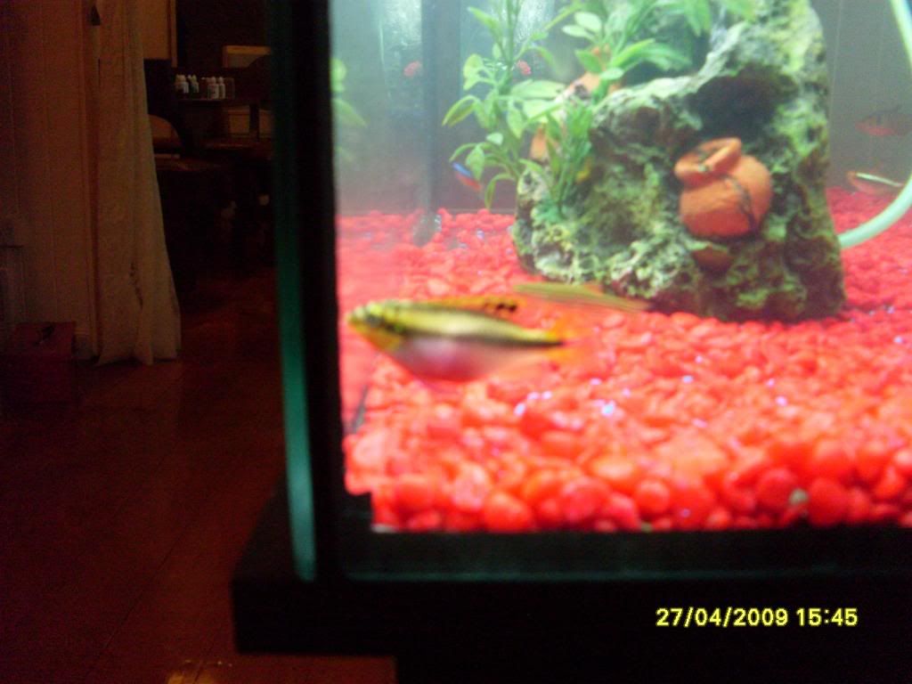 20galtetratank013.jpg