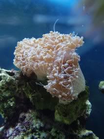 closeups005.jpg