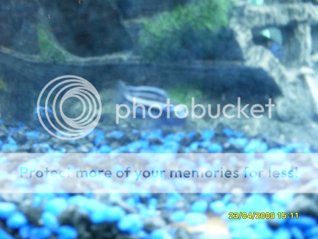 mycichlids011.jpg
