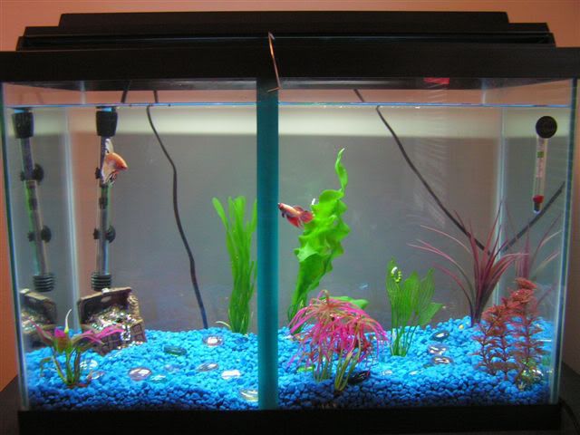 tankpic2.jpg