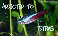 tetra.jpg