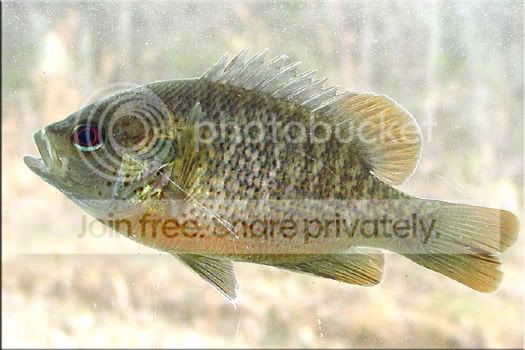 Redspotted-sunfish-Lepomis20miniatu.jpg
