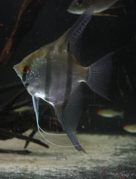fish9.jpg