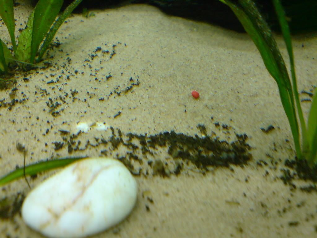 DSC00306.jpg