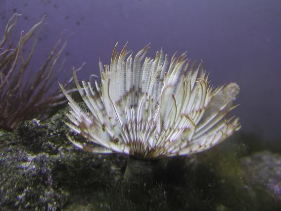 tubeworm1.jpg