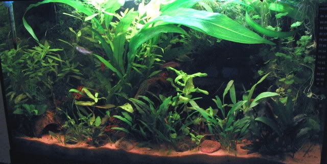 tank4.jpg