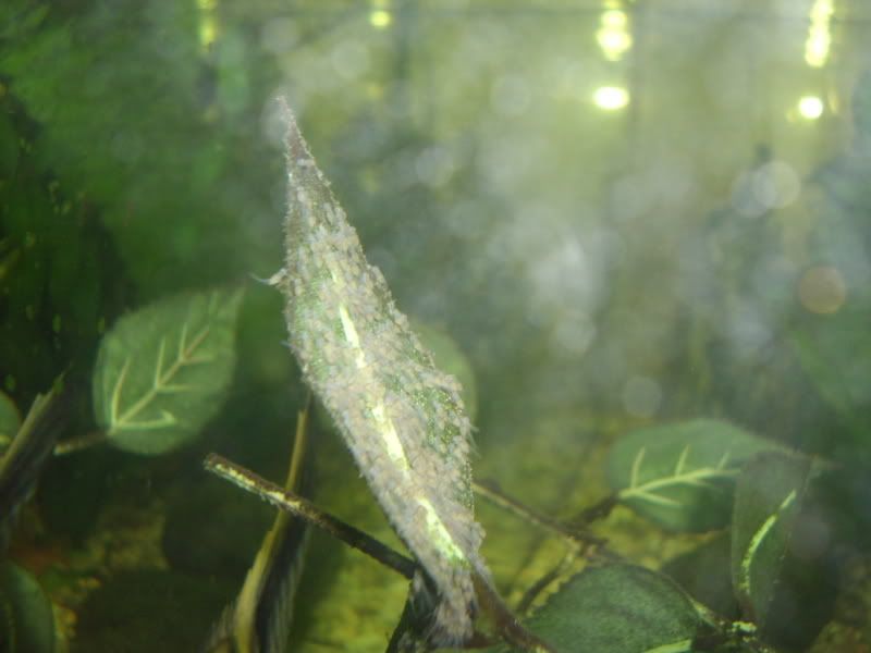 STA42247.jpg
