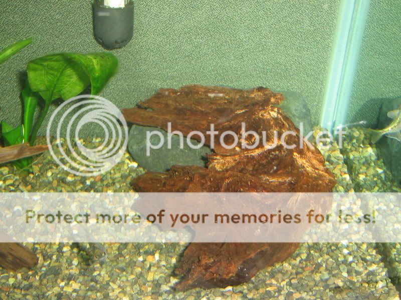 PictureorVideo545.jpg