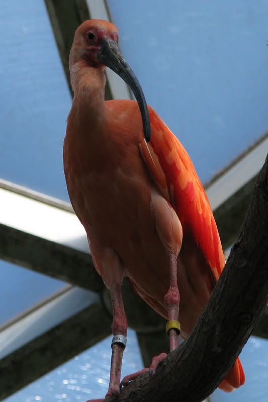 Bird4.jpg