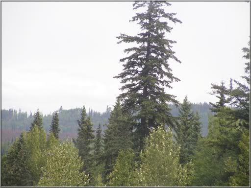 bigtree.jpg