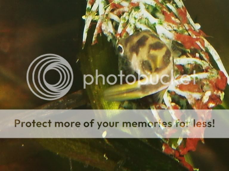 minipuffer137.jpg