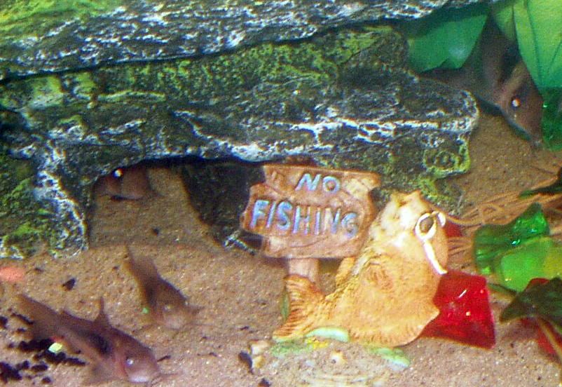 coryAtlantistank026b.jpg