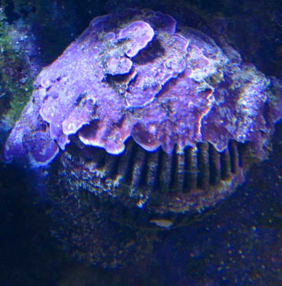 Oct2010Coralline.jpg