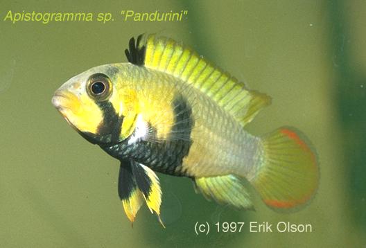 A-pandurini-fem.jpg
