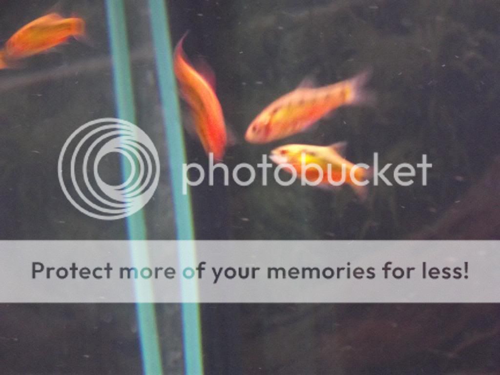 Goldenbarbs_zpse8a34846.jpg