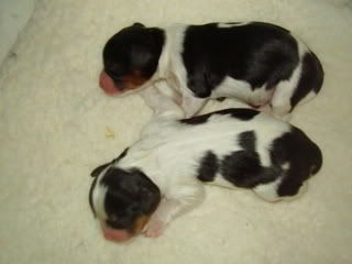pup6.jpg