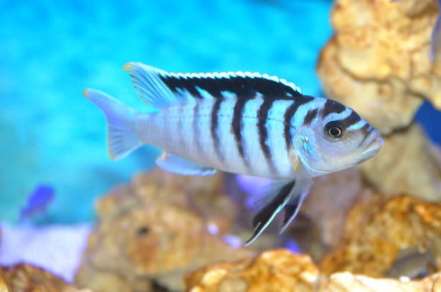 reef4.jpg