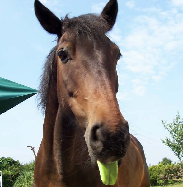 illhorsey.jpg