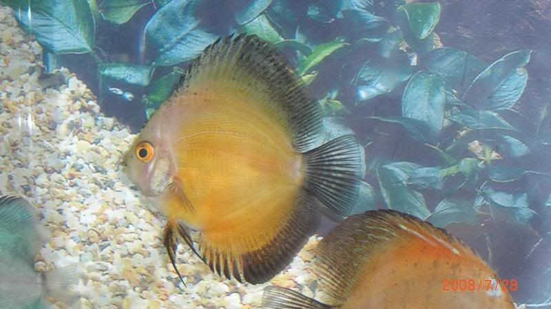 Discus15.jpg