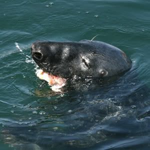 seal.jpg