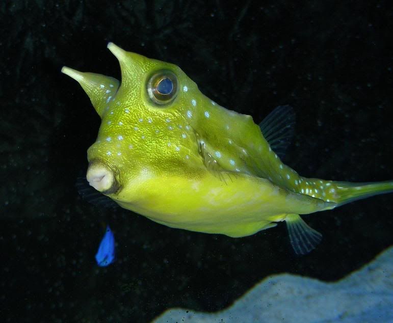 cowfish5.jpg