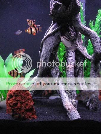 editTankPics020.jpg