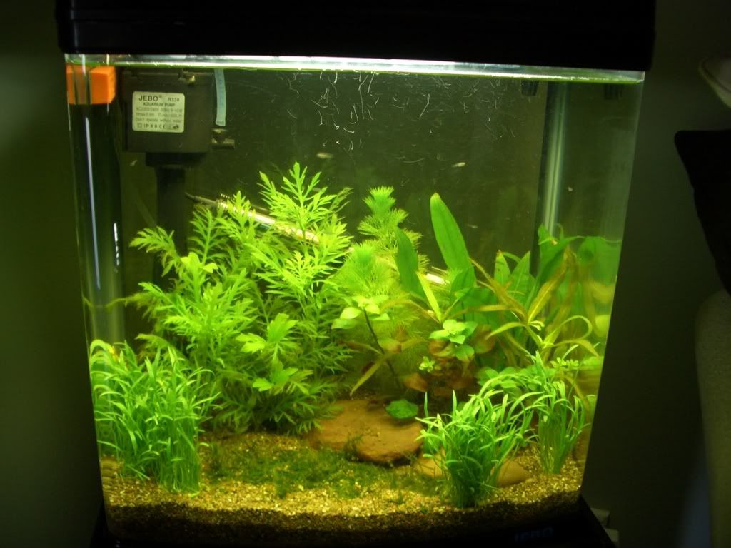 tank2week2-1.jpg