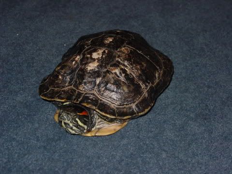 DSC06917.jpg
