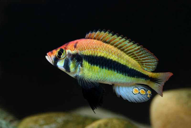 rainbow_zpsa5f31f21.jpg
