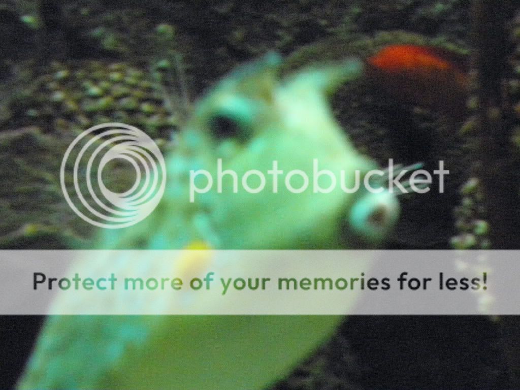 Aquarium34.jpg